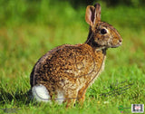 Nice Targets Rabbit Target