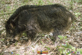 Nice Targets Wild Boar Broadside Left Target